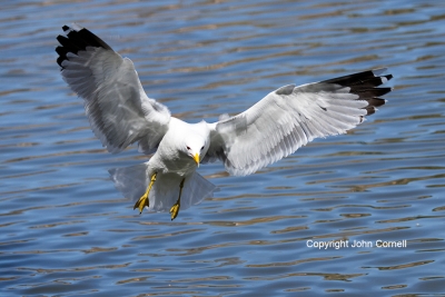 California-Gull;Flying-Bird;Larus-californicus;Photography;action;active;aloft;b